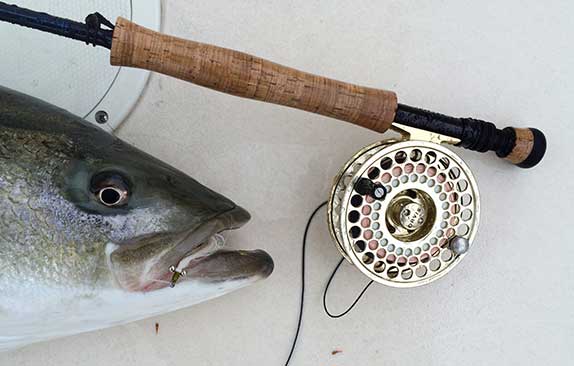 rode-with-fish