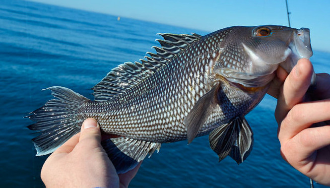 black sea bass